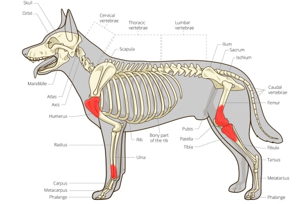 Diagram of the dog skeleton highlighting areas in red where osteosarcoma in dogs is most commonly seen.