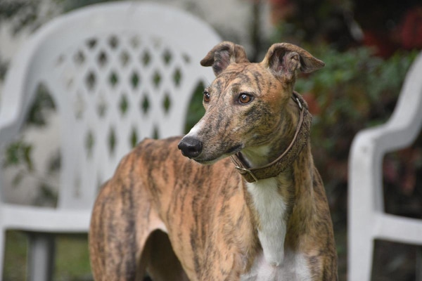 Brindle Greyhound standing outside on the patio.