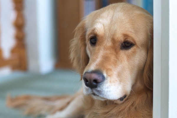 Golden Retriever looking sadly through a doorway.