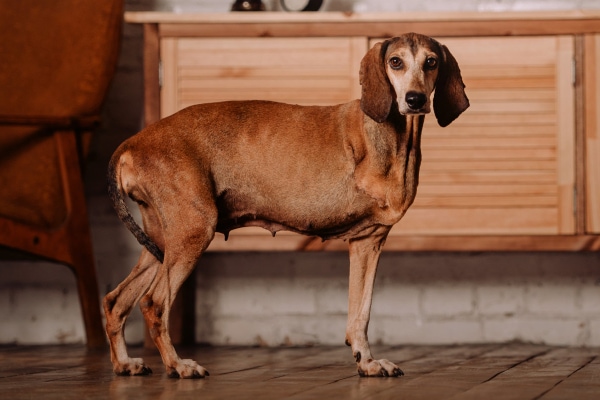 Hound mix who is missing a thoracic limb standing in the living room.