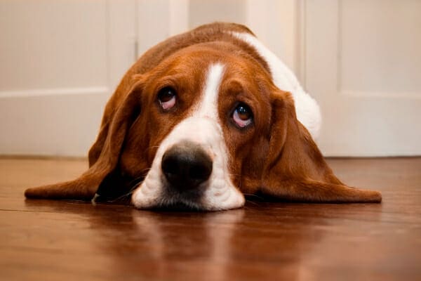 Basset Hound laying on the hardwood floor, photo