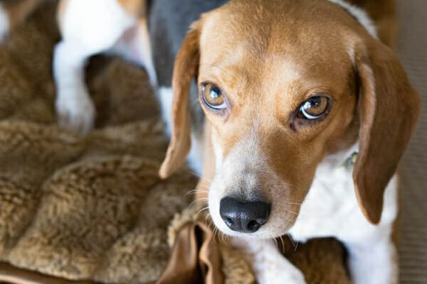 Beagle laying on a blanket looking upwards, photo