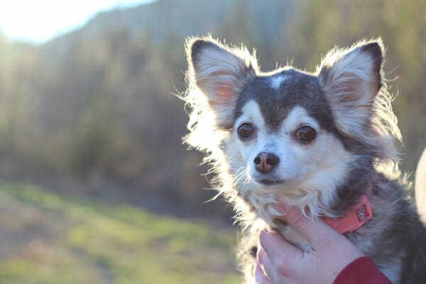 Chihuahua being held by owner, ears at attention, photo