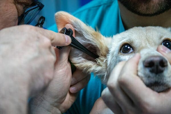 Small dog having an otoscopic exam by a Vet, photo