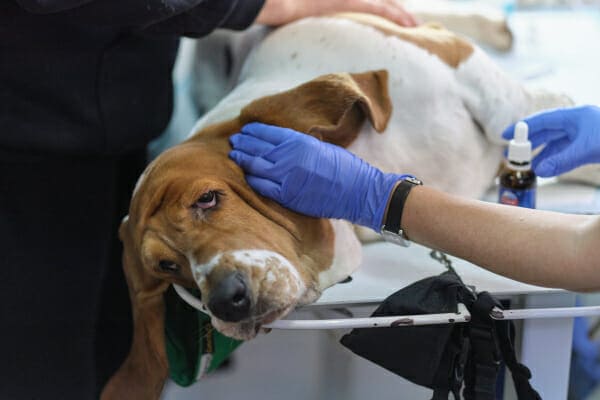 Basset Hound on the exam table having his ears cleaned out, photo