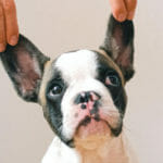 Otitis in Dogs: Understanding Ear Infections