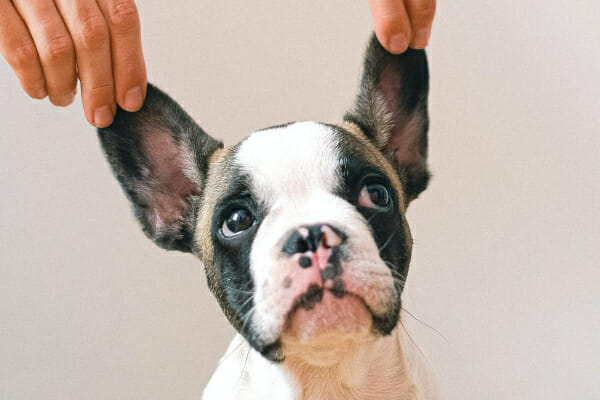 French Bulldog puppy with his ears being held up, photo