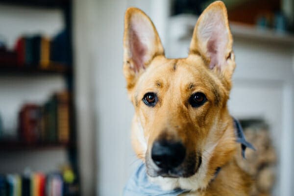 German Shepherd wearing a blue bandana with ears on alert, photo