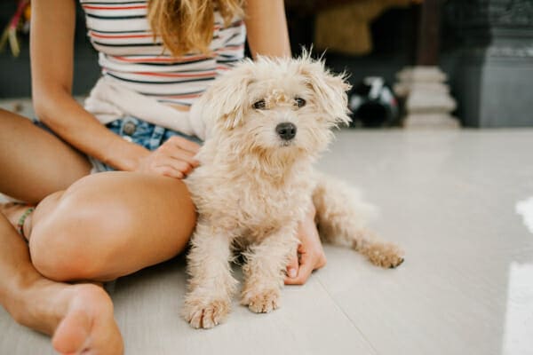 Poodle mix sitting on the floor with his female owner, photo