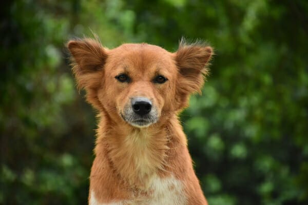 Shepherd mix with ears at attention, photo
