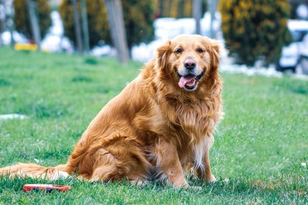 adult, happy but overweight, golden retriever dog. photo. 