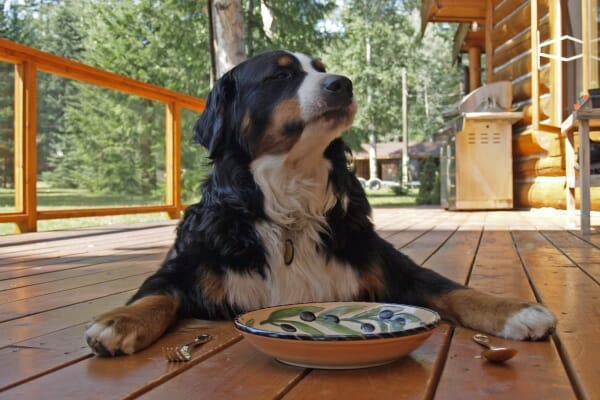 Bernese Mountain Dog lying on the deck with a plate, spoon and fork in front of him, photo