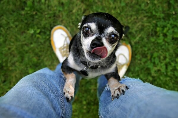 Senior Chihuahua in the grass, jumping up on owners legs, photo