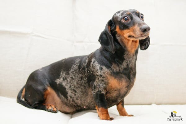 photo overweight Dachshund