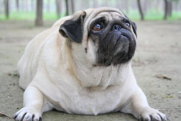 Overweight dog, a Pug, lying down in the dirt, photo