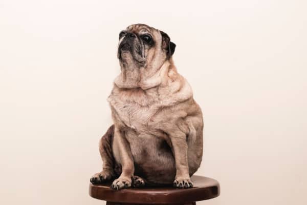 Overweight senior pug dog sitting on a wooden stool
