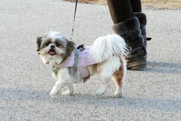 Shih Tzu on a walk with her owner, photo