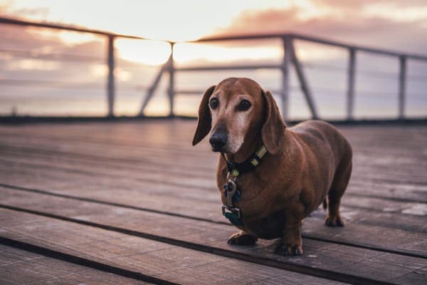 dachshund senior dog with grey face on a pier at sunset, photo