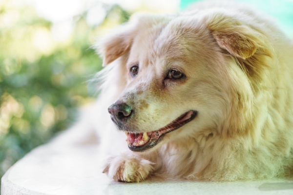 Senior Australian Shepherd laying down on the patio