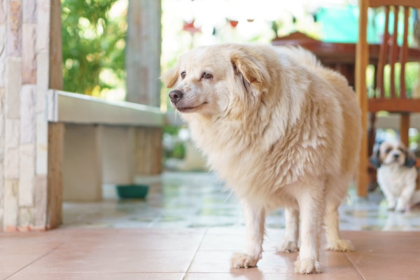 Senior Australian Shepherd standing up on the patio