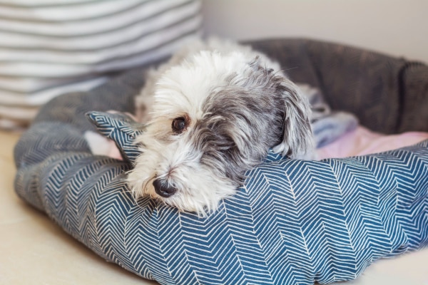 Small poodle mix laying down in a  dog bed as an example of one way to comfort a dog in pain