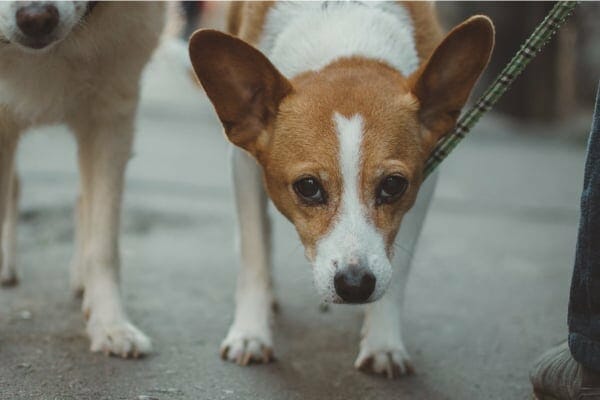 dog with head lowered as a sign of pain in dogs