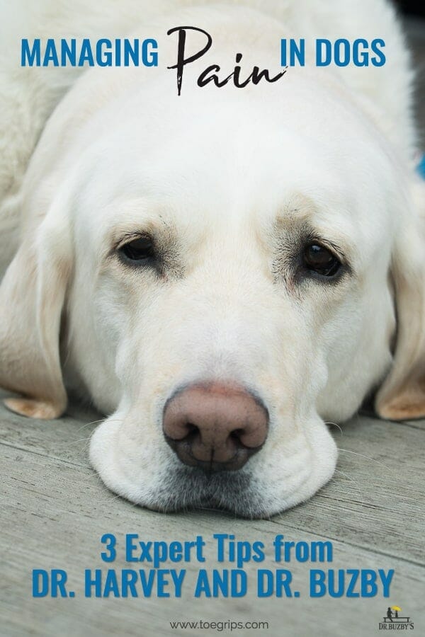 white dog looking sad with title managing pain in dogs 3 expert tips from dr. buzby and dr. harvey