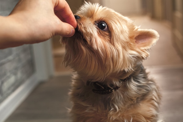 Owner giving a Yorkshire Terrier a veterinarian-prescribed medication as a way to comfort a painful dog