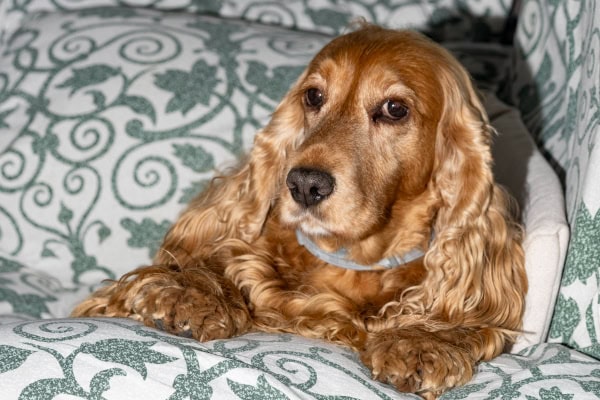 Cocker Spaniel dog on the couch