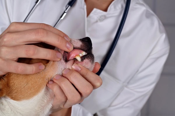 Vet examining the gums of a dog who has healthy pink gums.