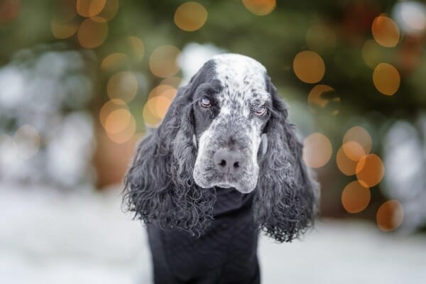 Black Cocker Spaniel outdoors, photo