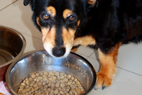 Dog eating a prescription dog food for pancreatitis.