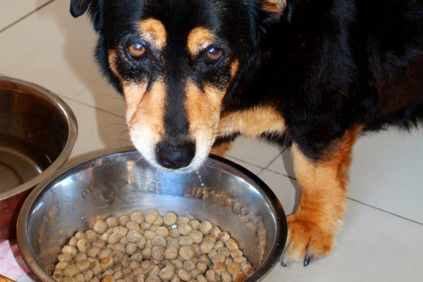 Chicken and rice hotsell for dog with pancreatitis