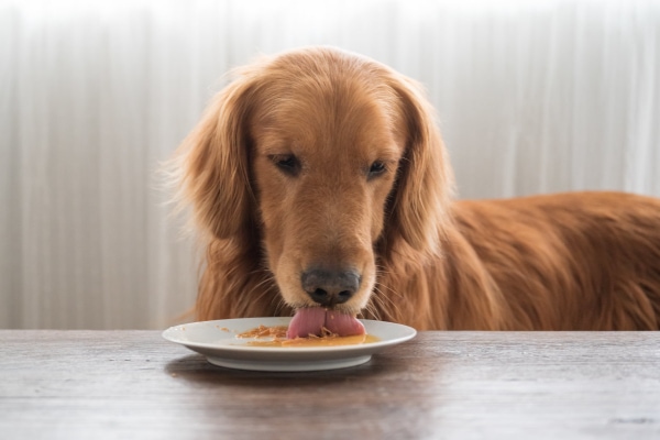 Golden Retriever eating his owner's dinner off a plate