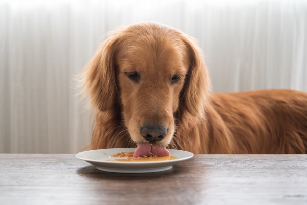 Best dog food for dogs 2024 with pancreatitis