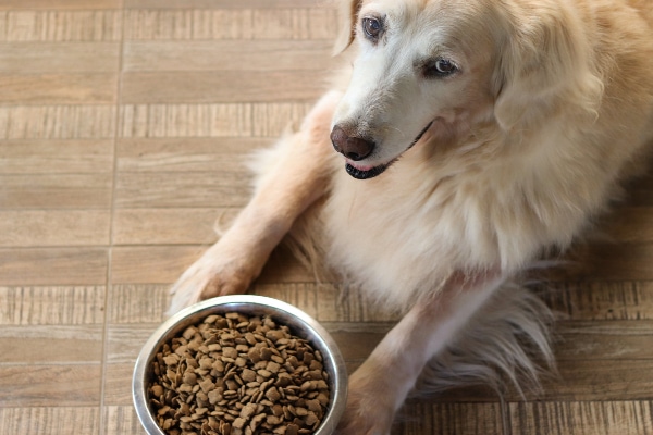 Golden Retriever waiting to eat his dog food