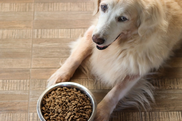 Snacks for dogs with 2024 pancreatitis