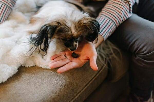 Male owner feeding Papillion a pill, while on the couch, photo