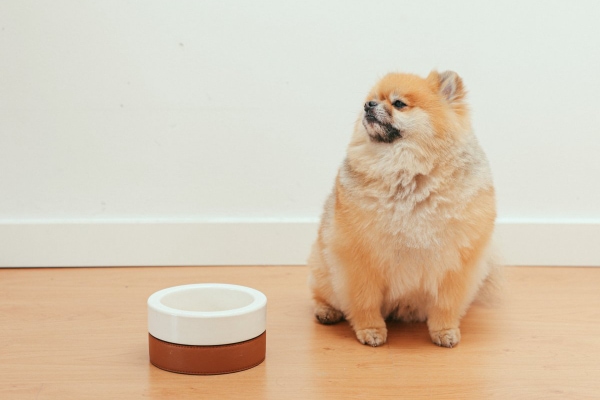 All About Elevated Dog Bowls - Whole Dog Journal