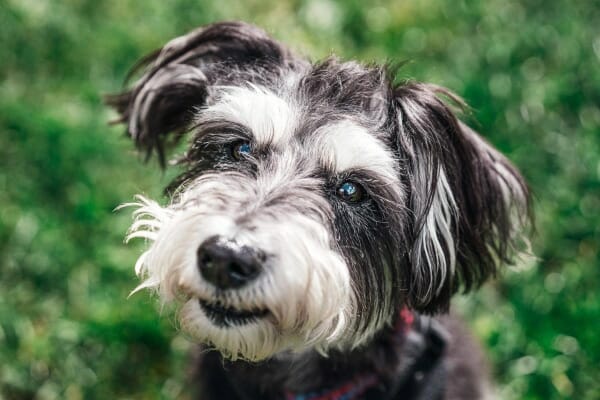 Senior Schnauzer dog in a grassy field with a happy expression, photo