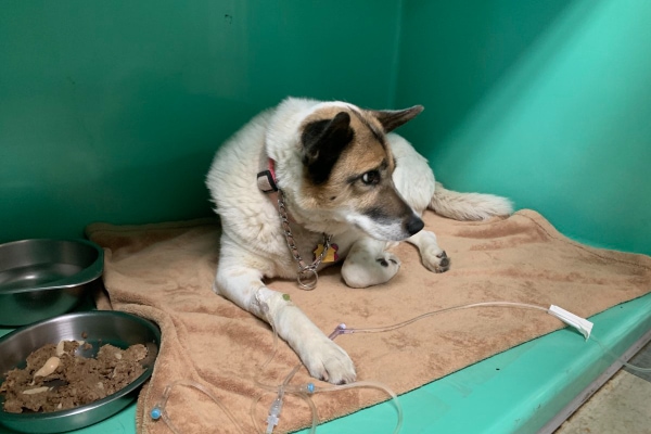 Dog with pancreatitis getting IV fluids in the hospital