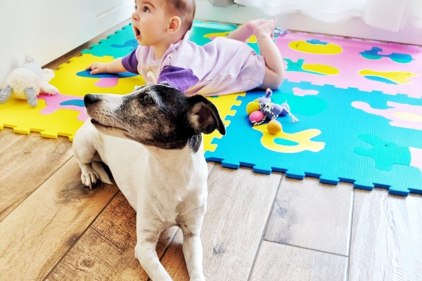 Senior terrier on the floor with baby, photo