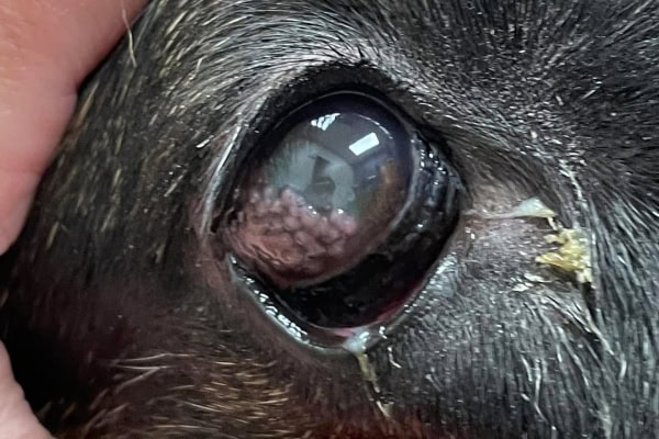 Close up of a dog with pannus (also called chronic superficial keratitis or CSK)