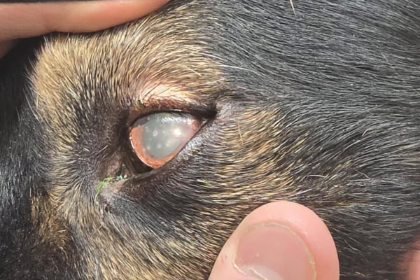 Close up of the hazy eye of a dog with pannus