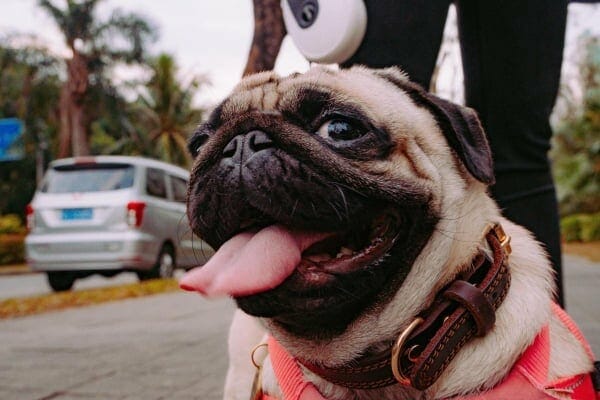 pug dog hot and panting