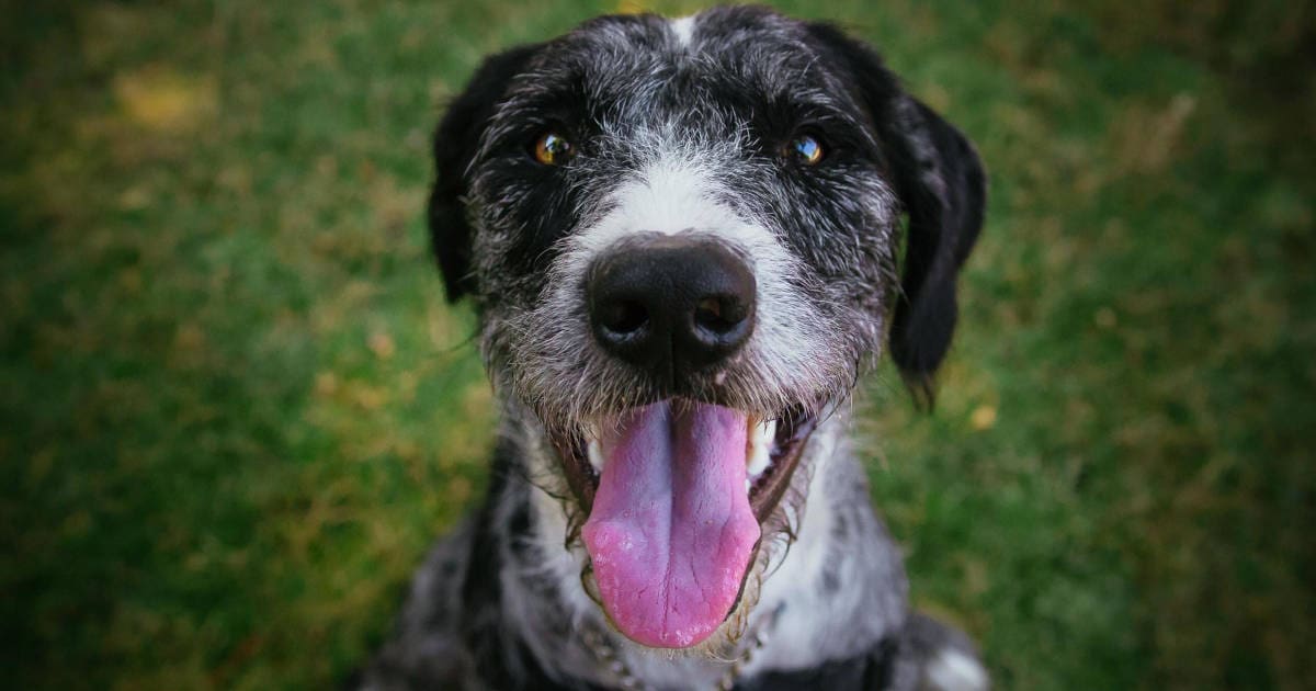 There's a Really Cute Reason Why Dogs Follow You to The Bathroom