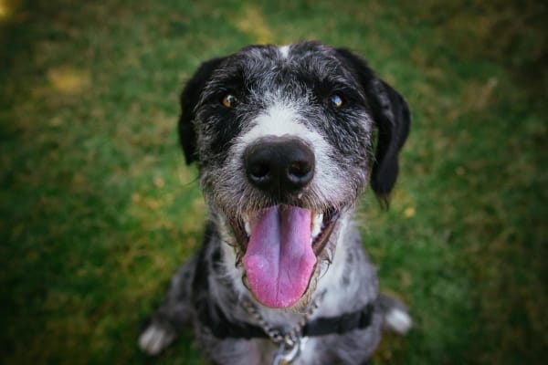 black and white dog panting and restless