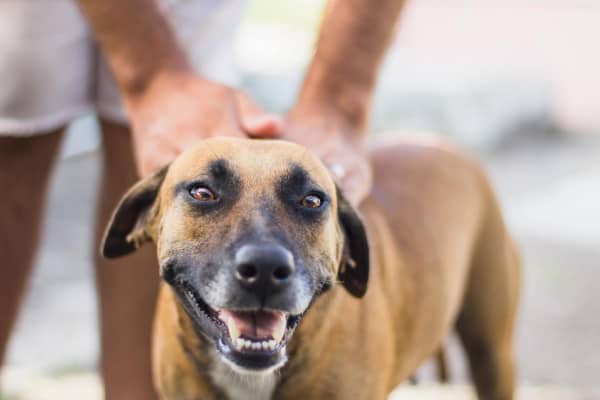 brown senior dog smiling at camera, photo