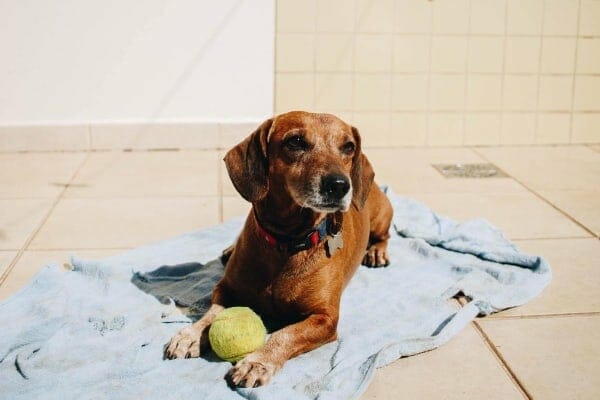 small senior dog with tennis ball lying down, photo