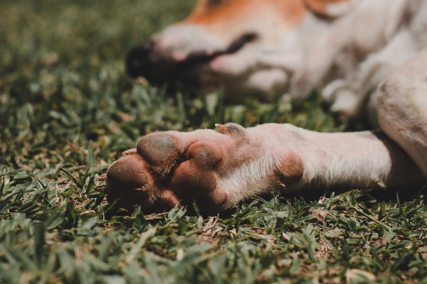 Beagle lying in the grass with a red stained under-paw